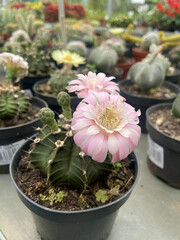 flowers, cactus