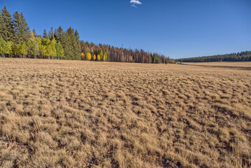 Burned Trees from the Dragon Bravo Wildfire of 2025