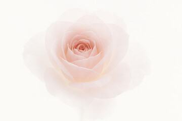 Ethereal rose unfolding in soft pastel hues, radiating beauty