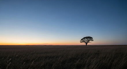 Lonely tree standing in a vast dry grass field at sunset under a clear sky, perfect for nature and solitude themes