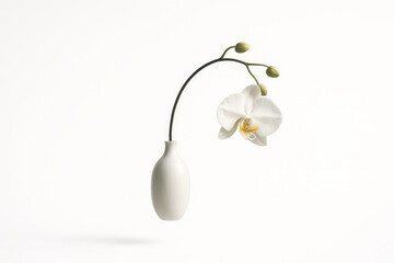 Elegant white orchid in minimalist vase
