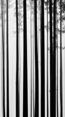Ethereal Forest - Monochrome Vertical View of Tall Trees in Misty Light.