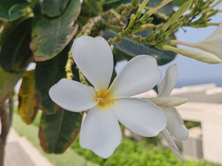 Plumeria pudica flowers and beautiful tulips are blooming outdoors in the garden. The white...