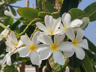 Plumeria pudica flowers and beautiful tulips are blooming outdoors in the garden. The white Plumeria pudica flowers, along with tulips and roses, are surrounded by lush green leave
Natural Environment