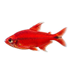 Fototapeta premium Bright Red Tetra Fish isolated on a transparent background