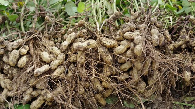 fresh harvested peanuts with roots in a field. harvest of peanut plants.