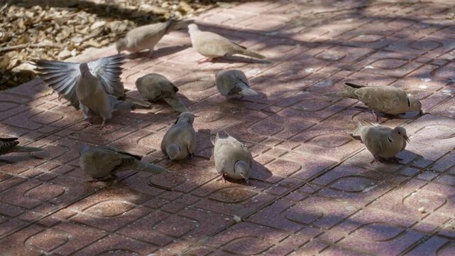 Doves gather on a sunlit outdoor sidewalk, showcasing their natural behavior in a bright environment.