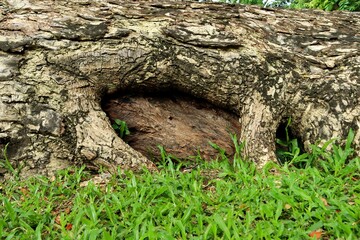 Obraz premium Large tree roots on grass field background