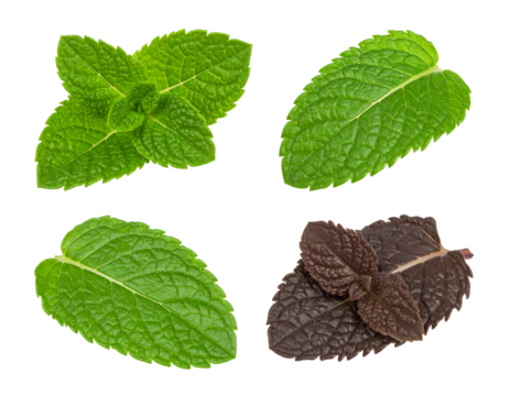 Four Mint Leaves Fresh Herb Ingredient Culinary Greenery Ingredient Flavor Aromatherapy