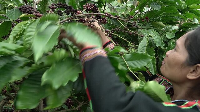 Vietnamese woman picking coffee beans in the garden.
Close-up of baker shaping dough with hands in warm light.
Sunset over rice fields in Dak Lak, Vietnam