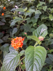 Vibrant orange lantana flowers bloom amidst lush green foliage in a garden setting