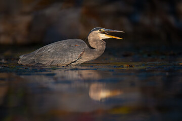 Great Blue Heron (Ardea herodias) Hunting in Shallow Water at Dusk