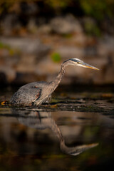 Great Blue Heron (Ardea herodias) Standing in Water with Warm Light and Reflection