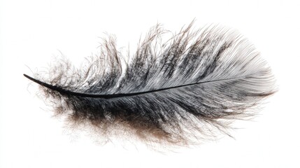 Mini feather plume isolated on white background