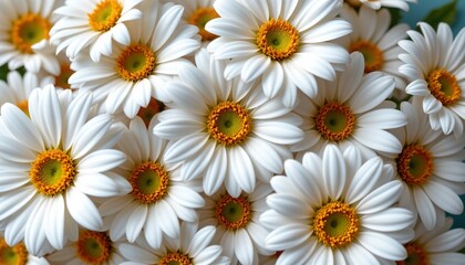 Fototapeta premium Elegant White Daisy Floral Arrangement