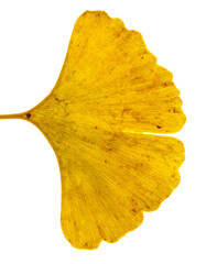 Naklejka premium Gingko Leaf on Transparent Background Displaying Rich Golden Autumn Colors