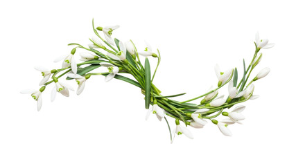 Obraz premium Delicate Snowdrop Garland Arrangement Isolated On a transparent Background