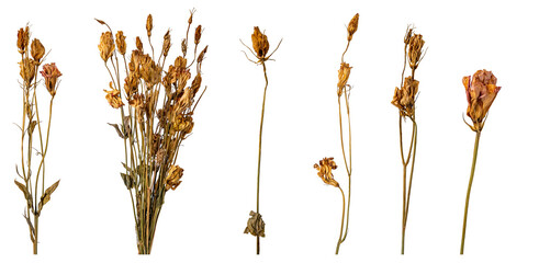 dried flowers assortment isolated on white background