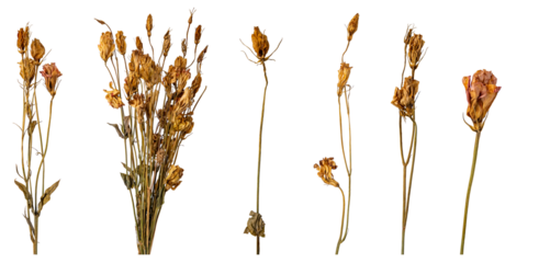 dried flowers assortment isolated on white background