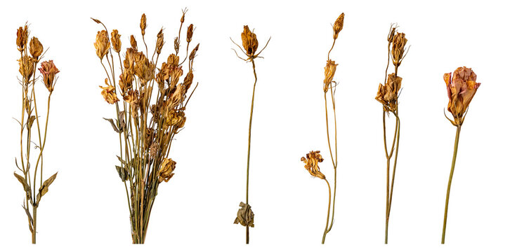 dried flowers assortment isolated on white background