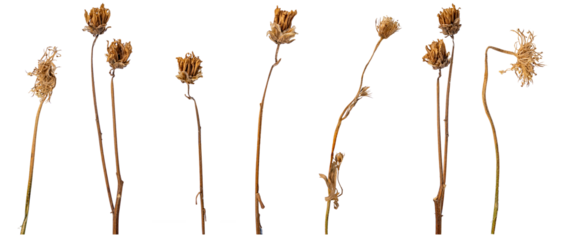 dried flowers on white background