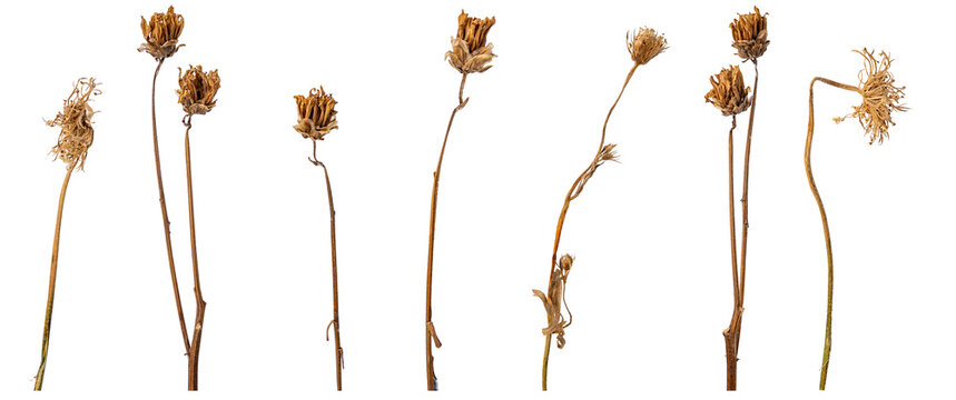 dried flowers on white background