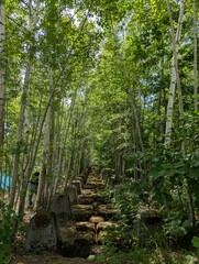 Obraz premium 現像的な森