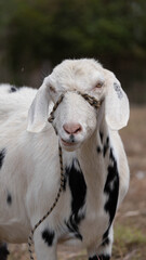 Chivos y Cabras Blancas y Negras: Belleza, Fortaleza y Tradición
White and Black Goats: Beauty, Strength, and Tradition