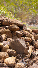 Rocas Fósiles: Huellas del Tiempo y Testigos de la Tierra
Fossil Rocks: Traces of Time and Witnesses of the Earth