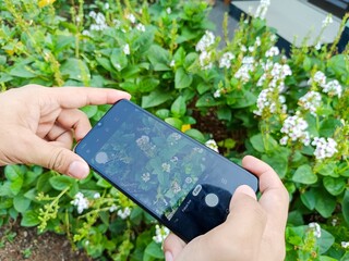 Person taking photo of green plants and white flowers using smartphone camera outdoors. Nature photography concept with mobile phone in garden