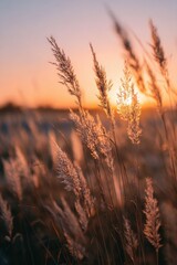 Golden Hour Sunset Through Tall Grass Field, Warm Backlight, Serene Nature Scene.