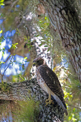 Red shouldered hawk perched in a tree