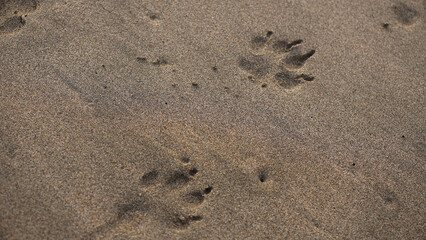 footprints in the sand