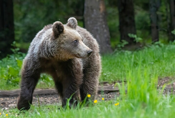Obraz premium Brown Bear close up portrait in the nature