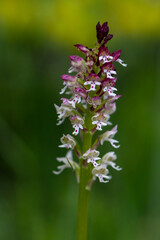 Fototapeta premium Burnt Orchid (Orchis ustulata) in natural habitat
