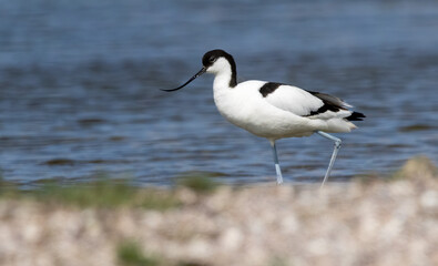 Pied Avocet (Recurvirostra avosetta) in a natural habitat