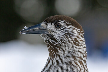 Spotted Nutcracker (Nucifraga caryocatactes) in a natural habitat