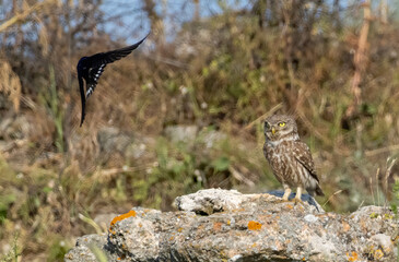 Little Owl in a natural habitat
