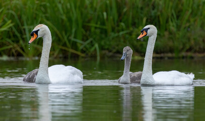 Mute swan in a natural habitat