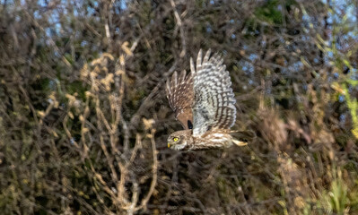 Little Owl in a natural habitat