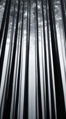 Graphic Forest Canopy - A Vertical Ascent of Silver and Shadow.