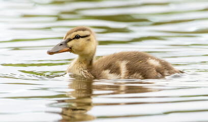 Female Mallard duck with babies