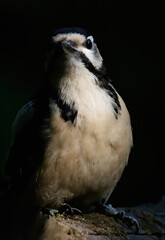 Great Spotted Woodpecker (Dendrocopos major) in forest