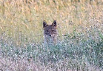 Golden Jackal in a natural habitat