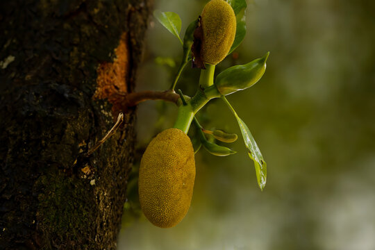 Jackfruit scientific name Artocarpus heterophyllus Jackfruit hanging on jackfruit tree. Close up