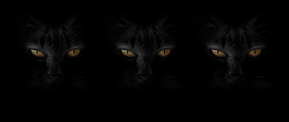 Banner black cat with yellow eyes of the siamese cat in the darkness background. Art collage...