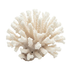 White branching coral structure isolated © The Void Logistics