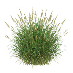 Green ornamental grass clump isolated