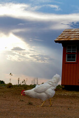 White chicken in front of a coop under the big sky © StrawberryTide