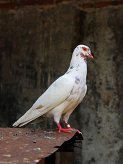 View of a white pigeon perched on the edge of the cage. 